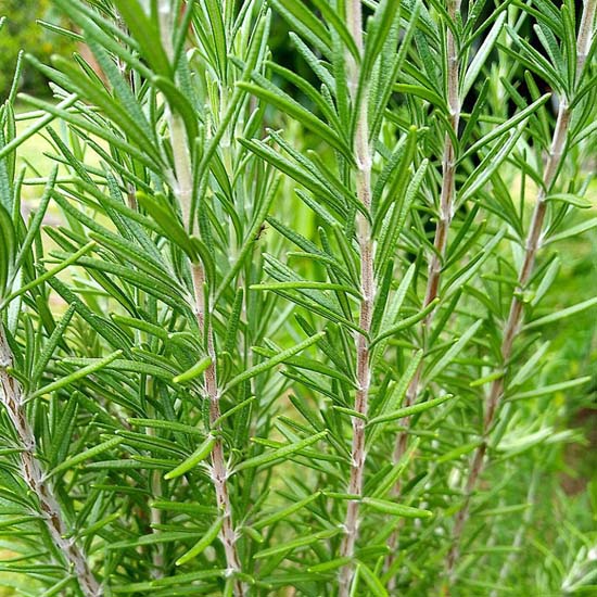 Olio essenziale / rosmarino / 10 ml