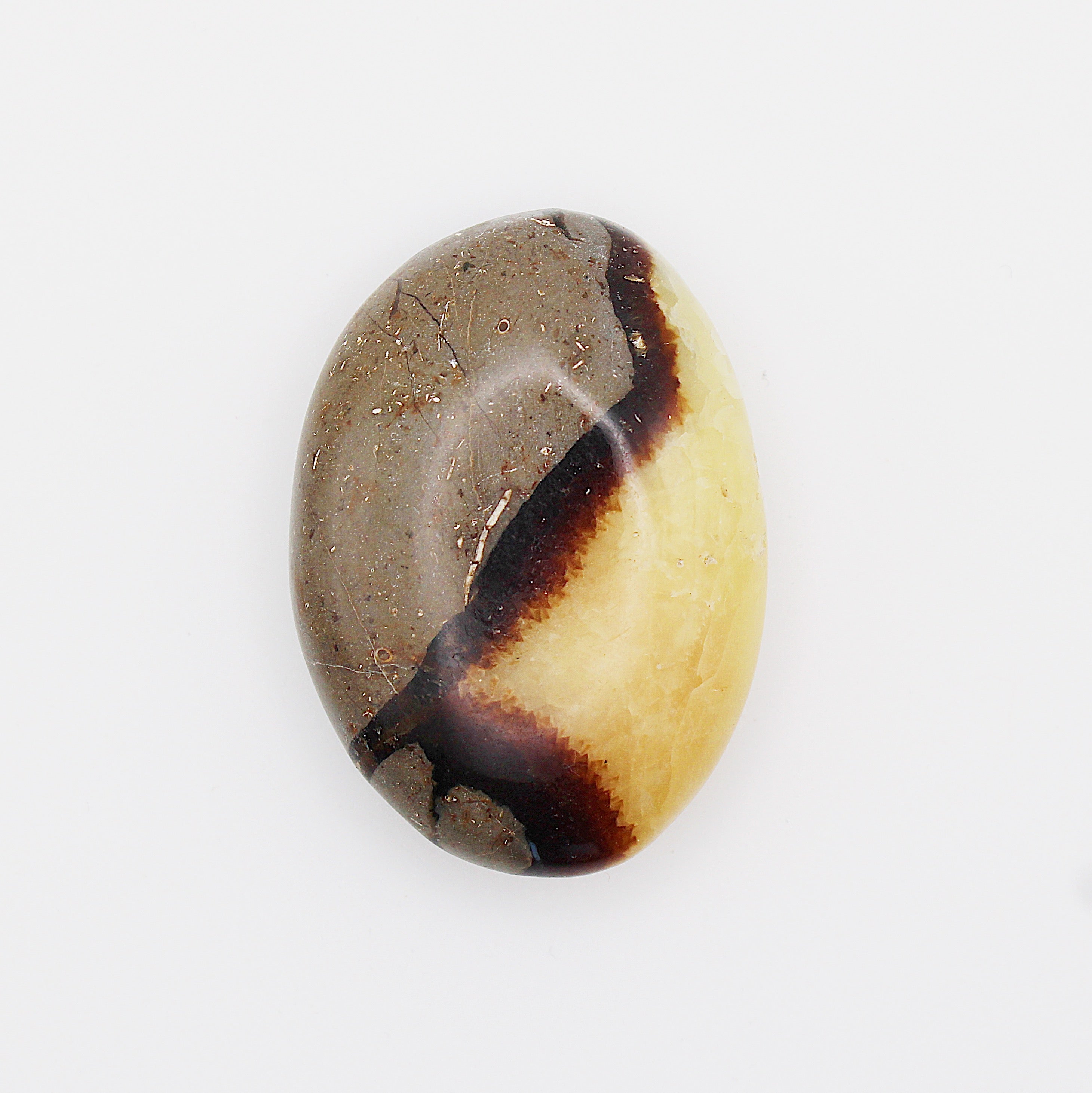 Palmstone in septaria / 50-55 mm